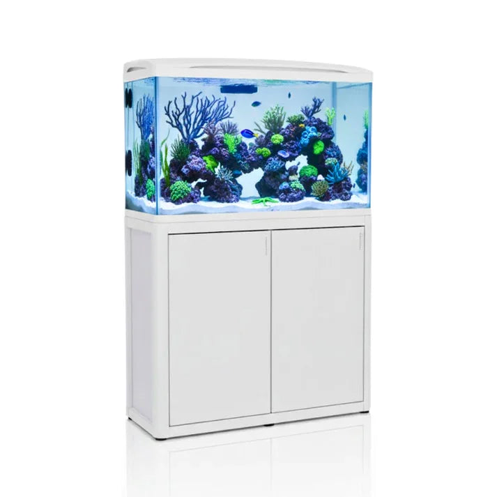 A Practical Guide to Finding a Reliable Aquarium Shop Online