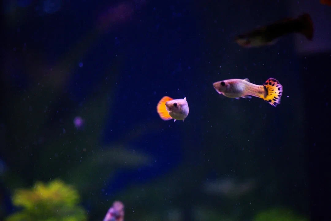 Where Should I Buy Aquarium Supplies in Australia? Aquatees Fishland Guide