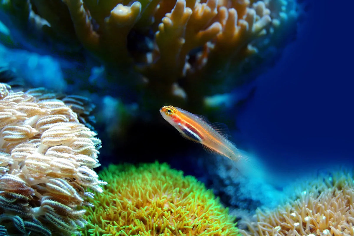 Aquarium Supplies Melbourne: Your One-Stop Shop for Fish Tanks & Accessories