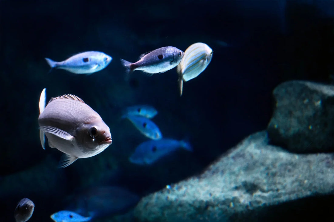 Are Cheap Aquarium Starter Kits Actually Worth It?