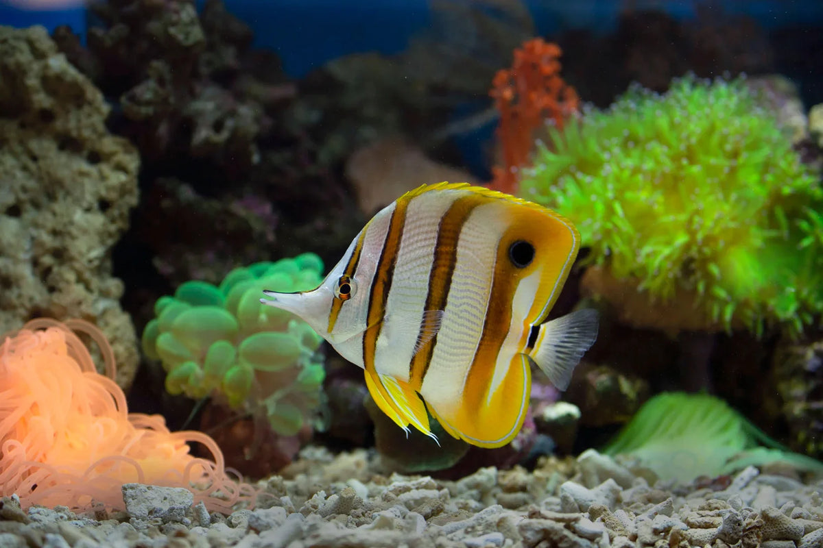 Best UV Steriliser for Saltwater Aquarium: Selection Guide