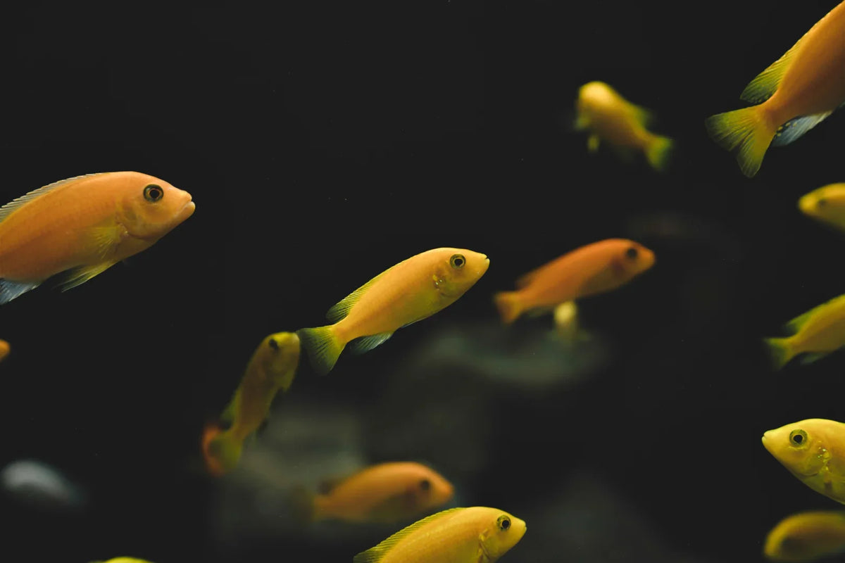 How to Cycle a New Fish Tank in 5 Simple Steps