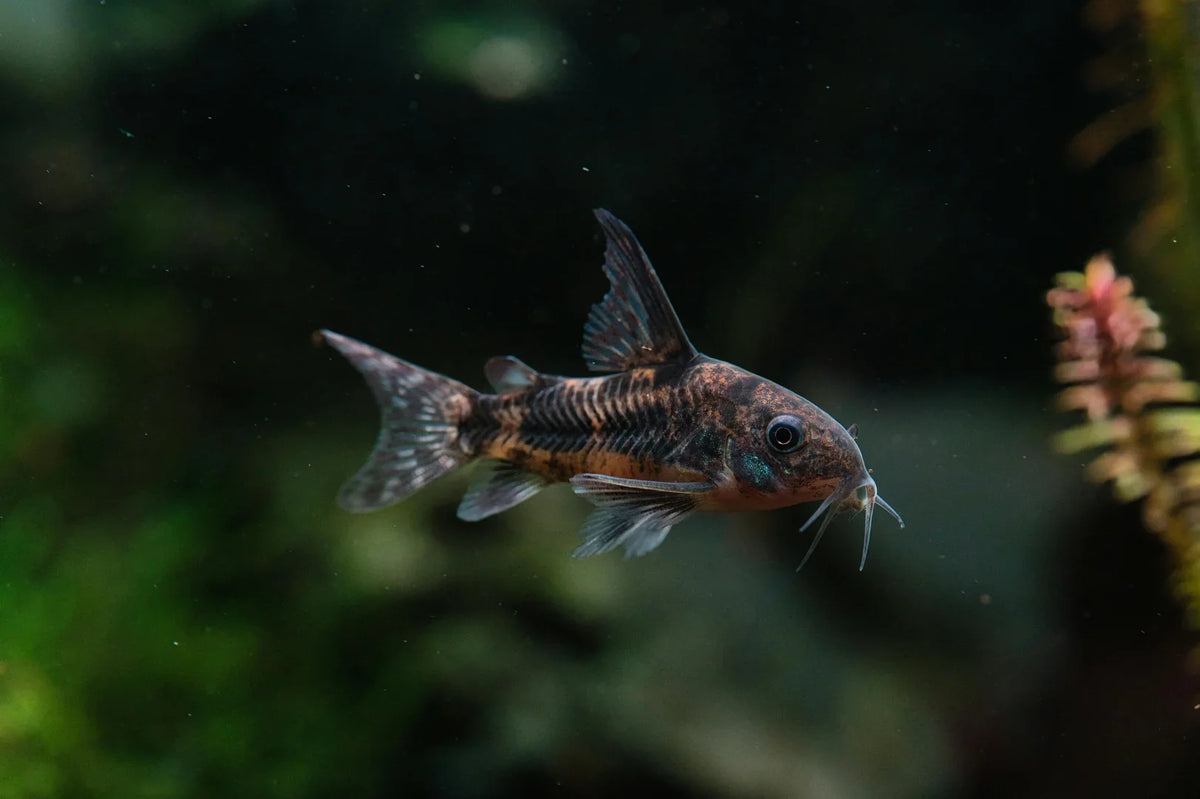 How to Fix High Ammonia in Fish Tanks the Right Way