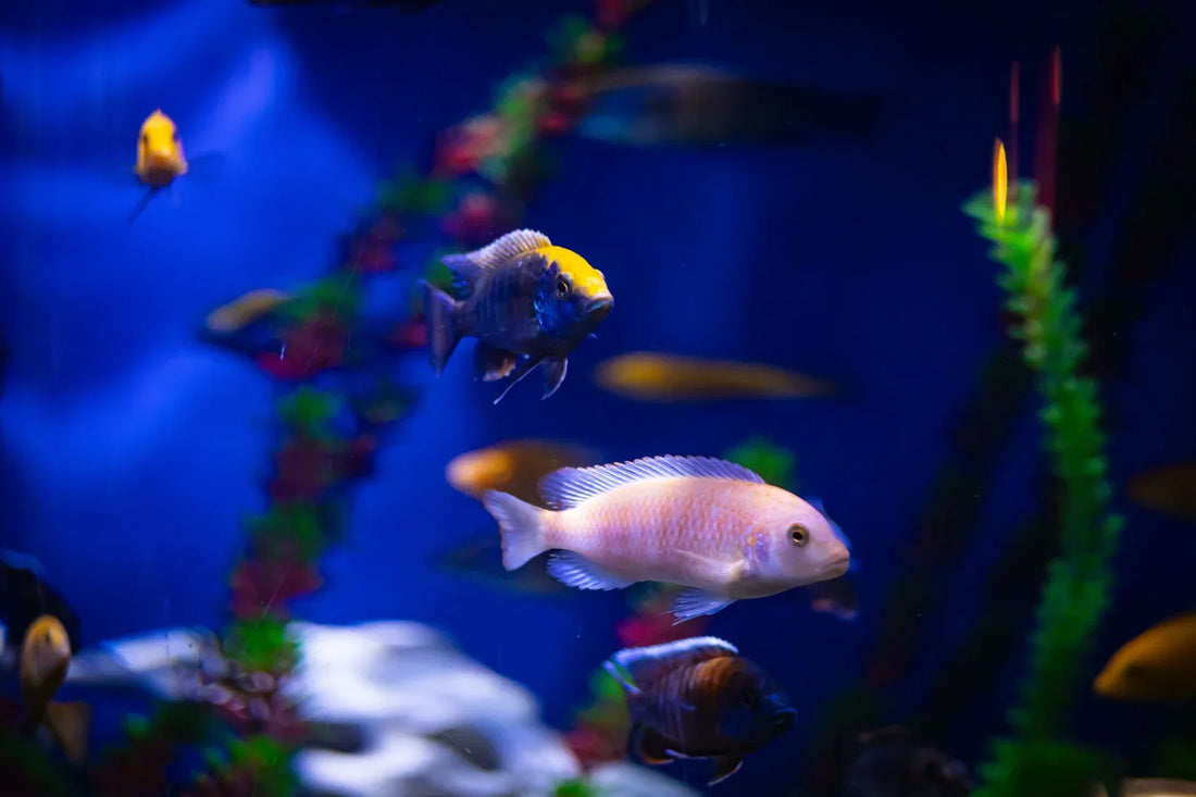 The 10 Best Aquarium Plants for Beginners