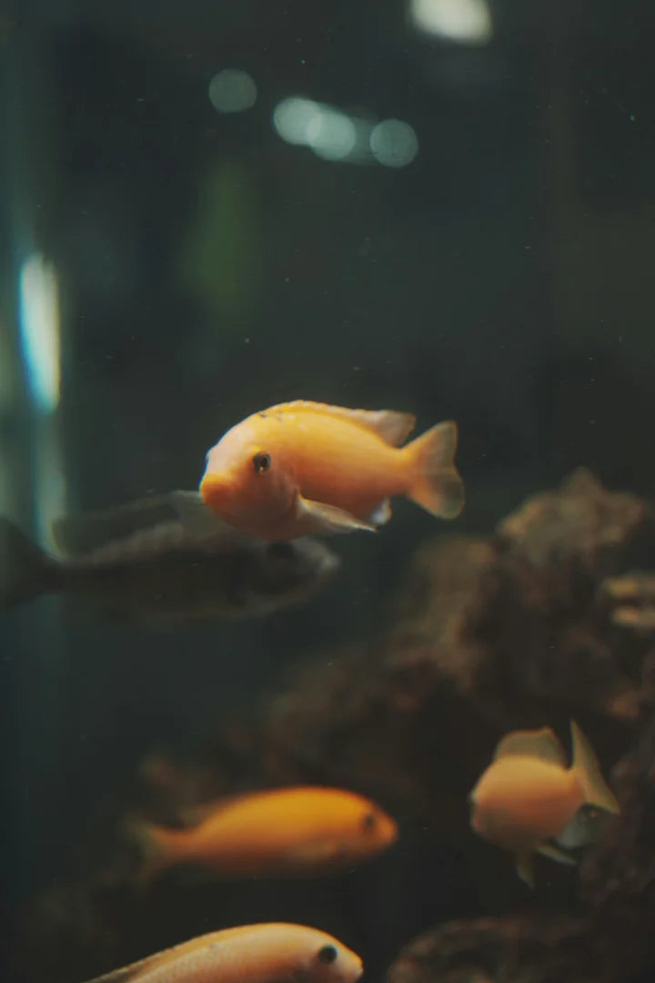 Why Is My Fish Tank Water Cloudy?