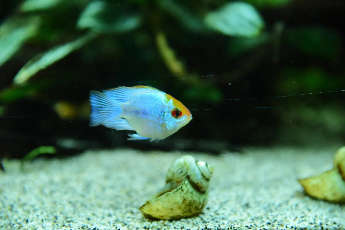 Aquarium Water Testing: Diagnose Tank Health Problems