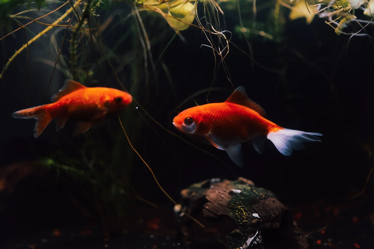 How to Keep Your Fish Happy: A Beginner's Guide to Maintaining an Aquarium