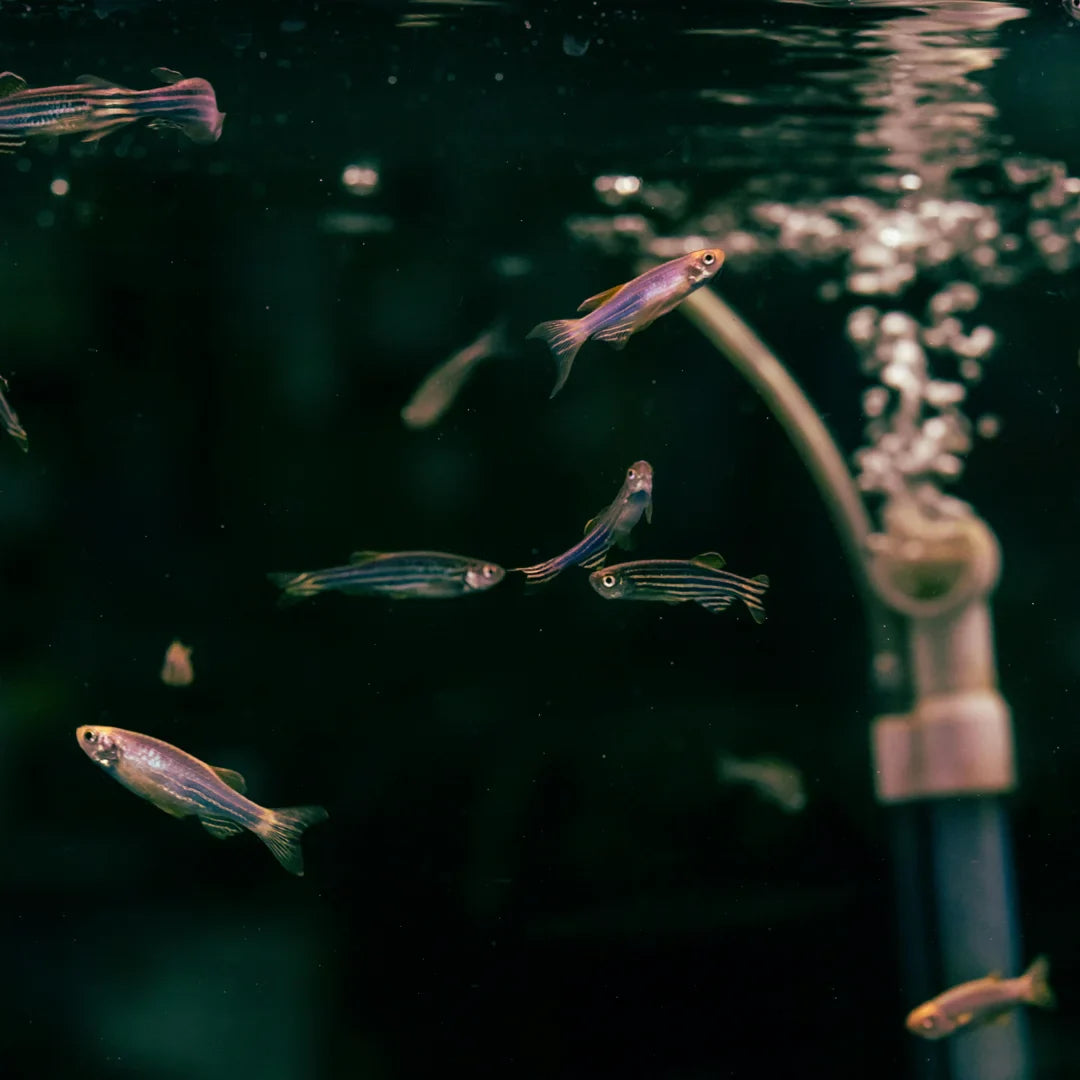 Your Complete Fish Store in Australia: Everything You Need for a Healthy Aquarium