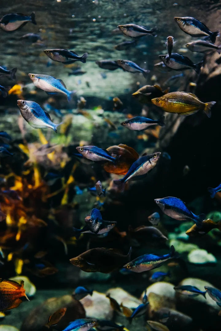 The Definitive Guide to Low Maintenance Pet Fish for Beginners