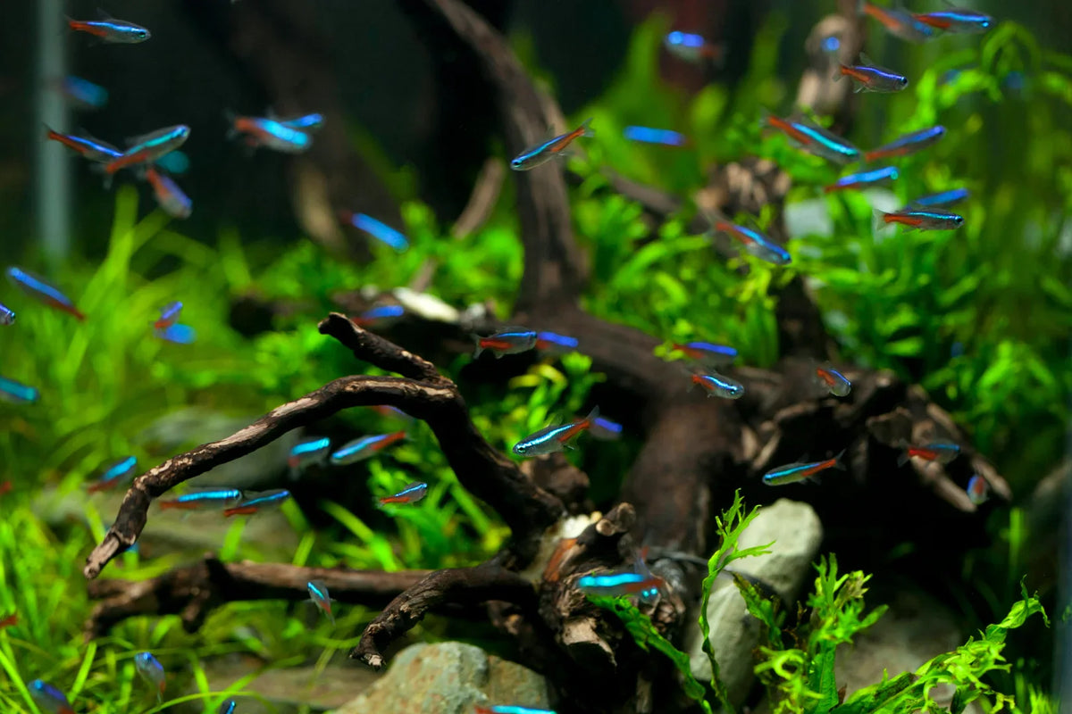 Fish Supplies Buying Guide: Step-by-Step Setup Essentials