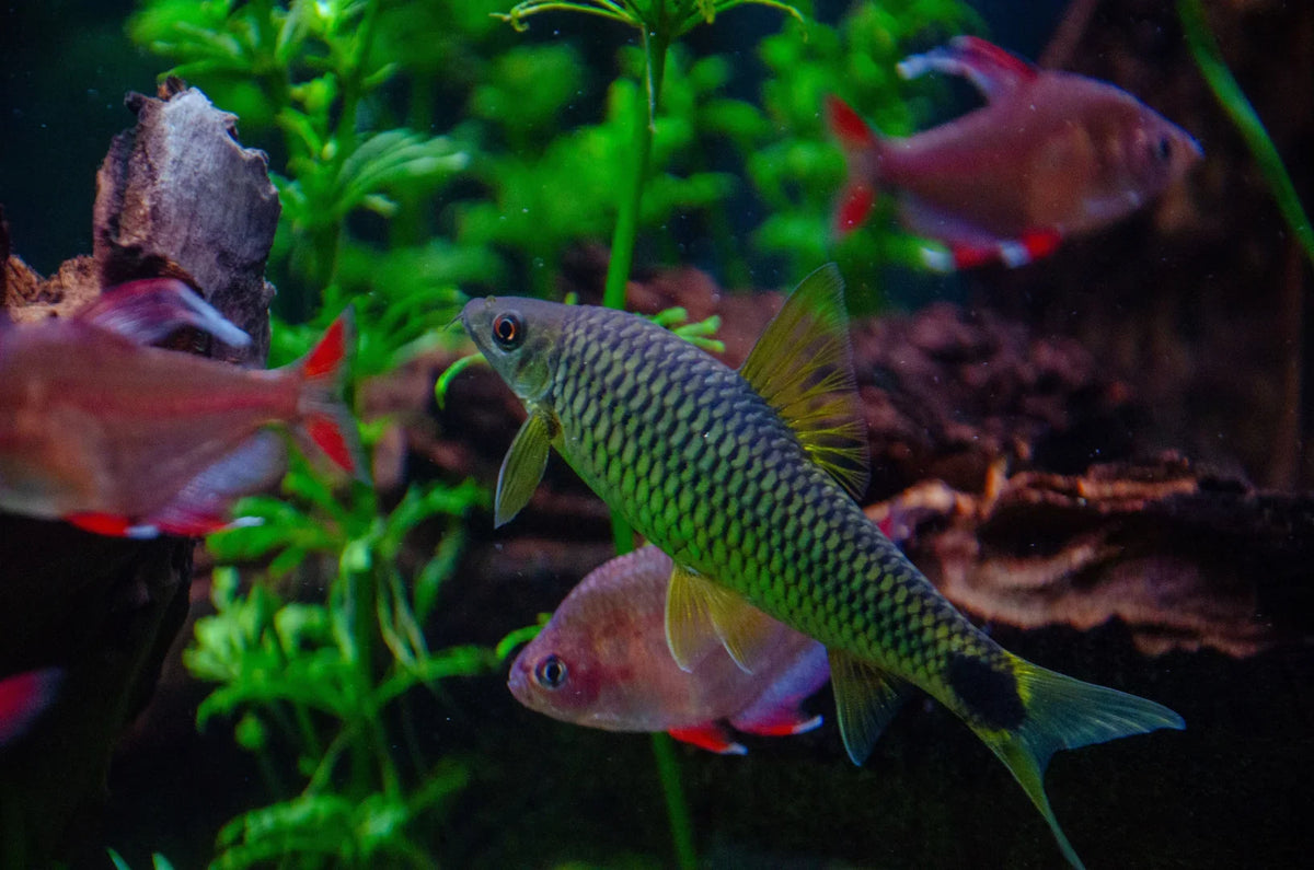 Aquarium Supplies Australia: A Practical Online Buying Guide