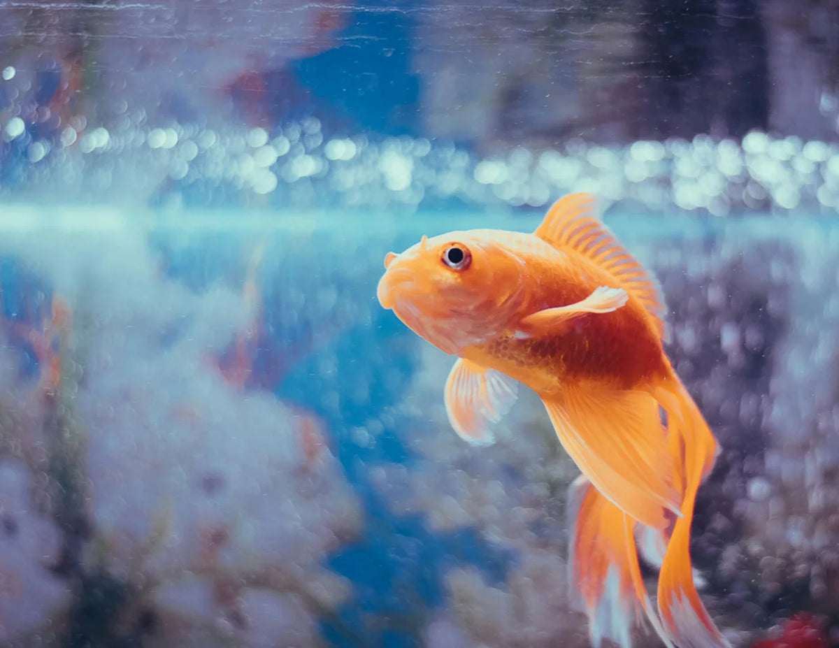 How to Fix High Ammonia Levels in Your Tank