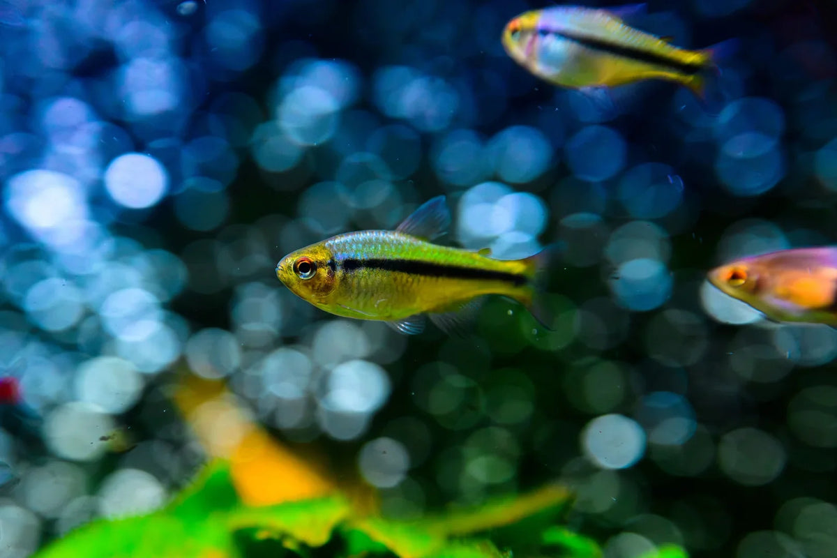 A Quick Start Guide to Removing Aquarium Ammonia Quickly