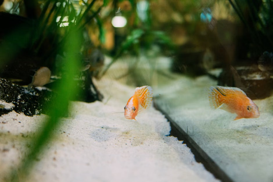The Complete Guide to Aquarium Maintenance Checklist