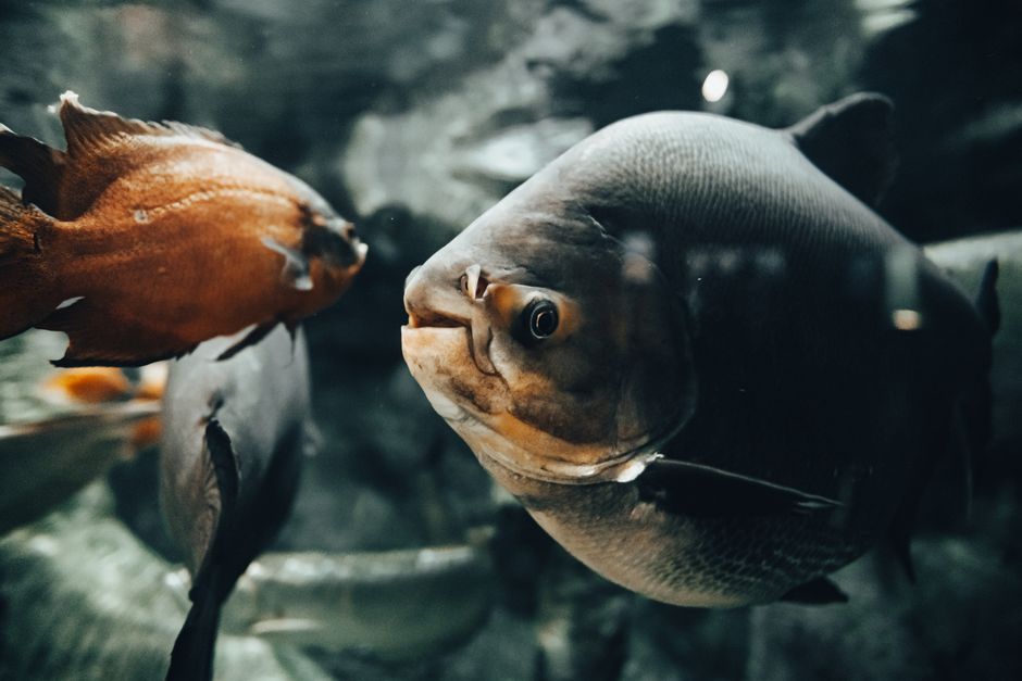 Do You Need a Heater for Tropical Fish?