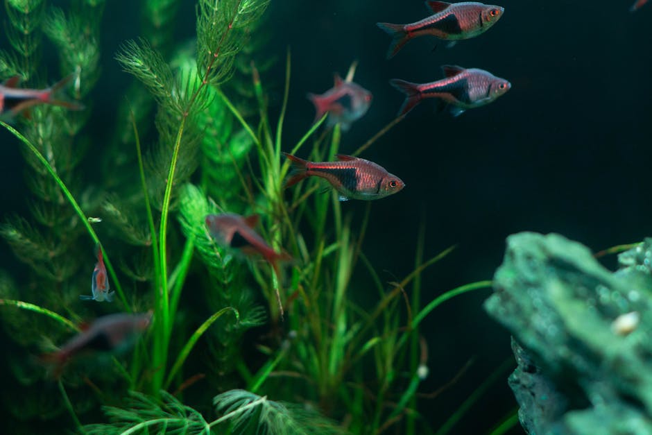The Secret to a Low-Maintenance Aquarium: How Aqua Packs Build a Balanced Tank System