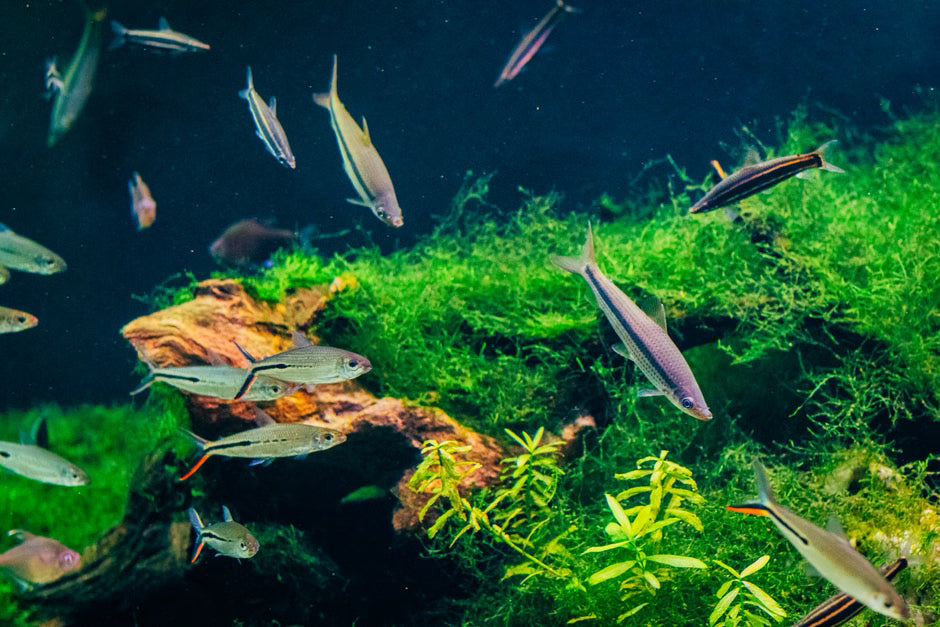 Aquarium Substrate Explained: Choosing the Right Base for Your Tank