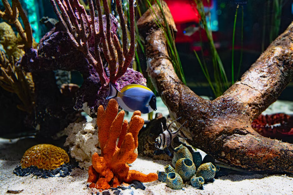 Saltwater Filtration Secrets for a Thriving Reef Tank