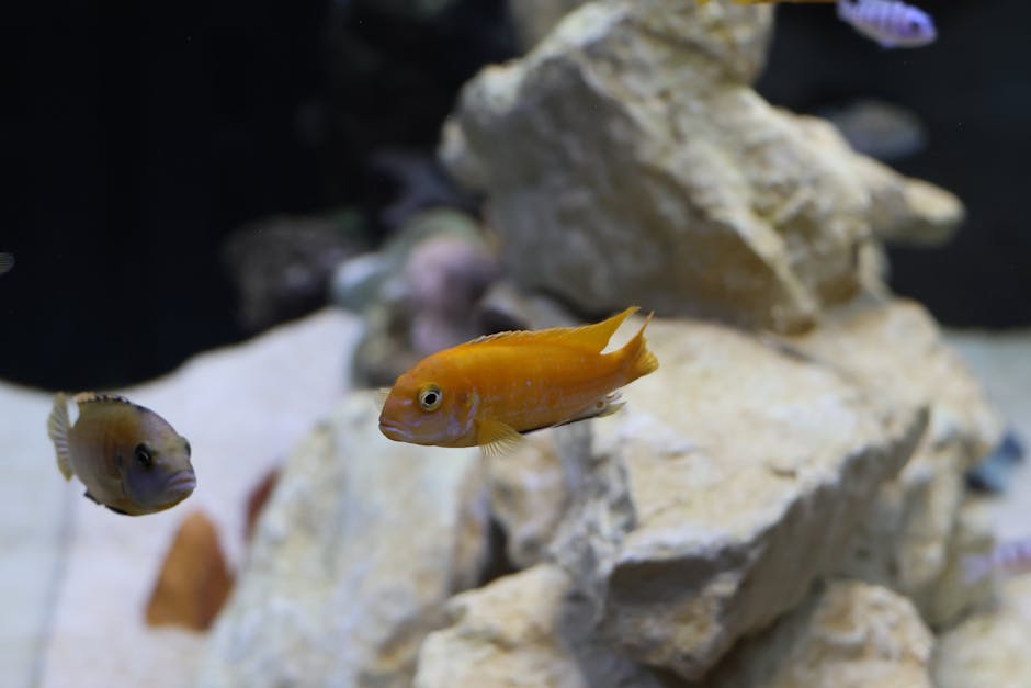 Why Your Tank Needs a Biological Filter Sponge