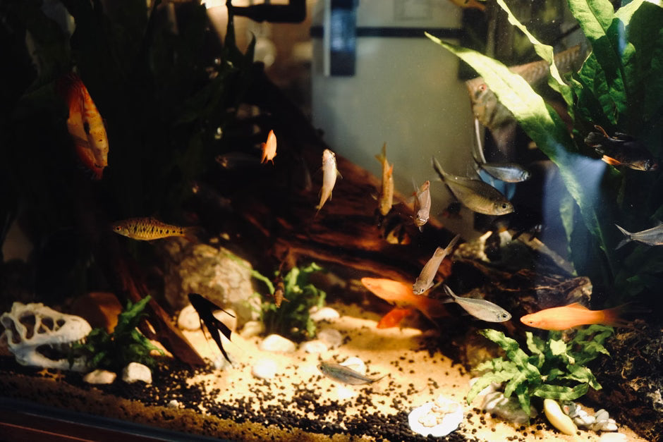 Aquarium Cycling Explained: The Complete Beginner's Guide