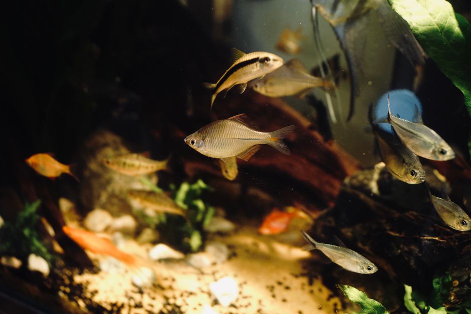 How to Clean Your Fish Tank the Right Way
