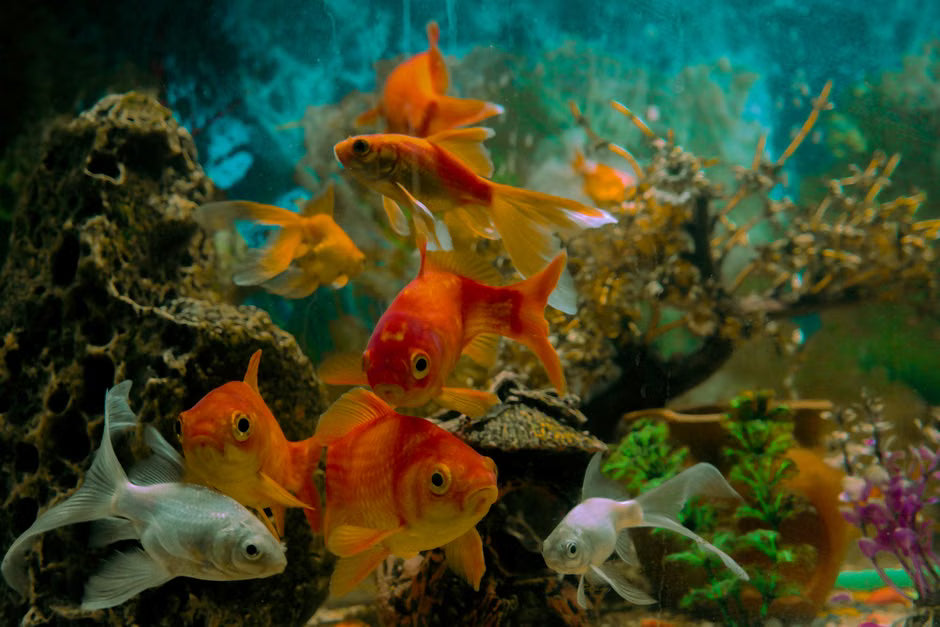 Water Filter for a Small Aquarium: How to Choose the Right One