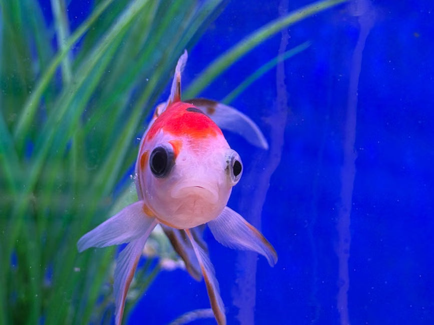 Step-by-Step Guide to Good Fish Tanks for Beginners