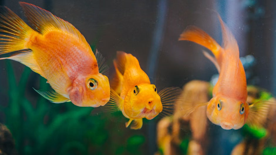 Why Is Your Pet Fish Not Eating? Causes, Treatment & Prevention