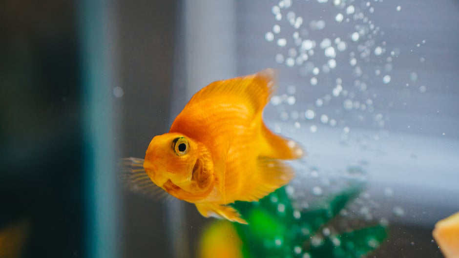 How to Choose the Right Aquarium Filter for Your Fish Tank