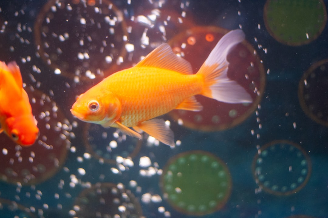 An Essential Guide to Fish Tank Upkeep for Beginners
