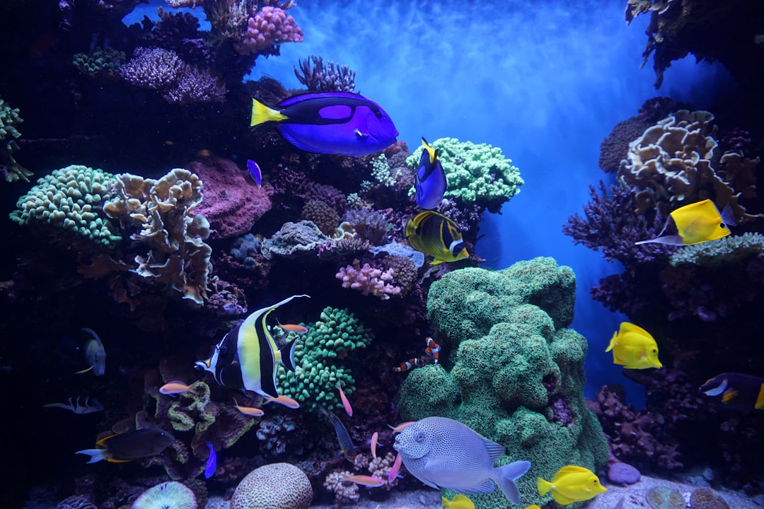 Biological Filter for Aquarium: The Good Bacteria Guide