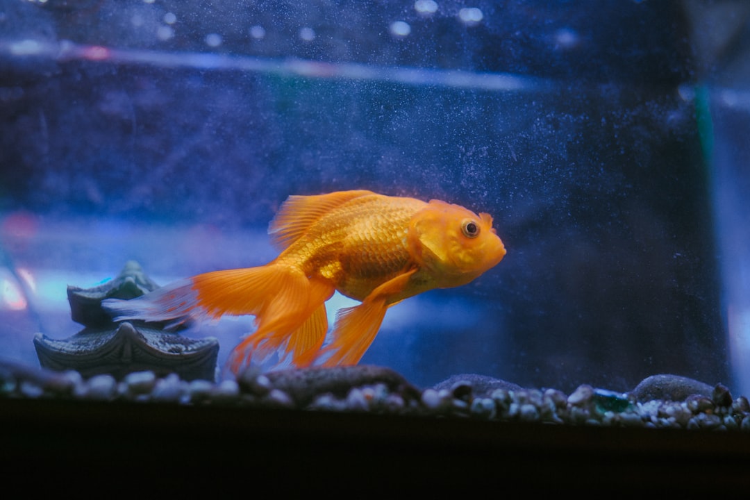 How to Set Up a Fish Tank for Beginners