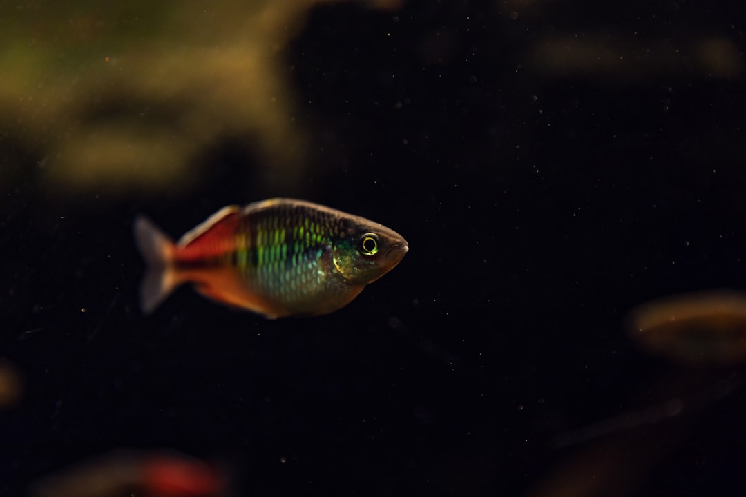 Looking for Aquarium Supplies in Melbourne? A Beginner’s Buying Guide