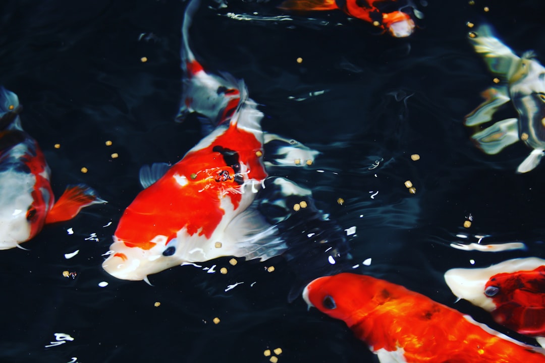 Beginner Guide to Buying Fish Tank Accessories Online