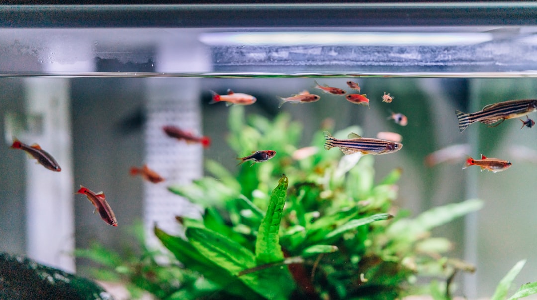 How Long Should You Run Aquarium Lights? The Complete Australian Guide