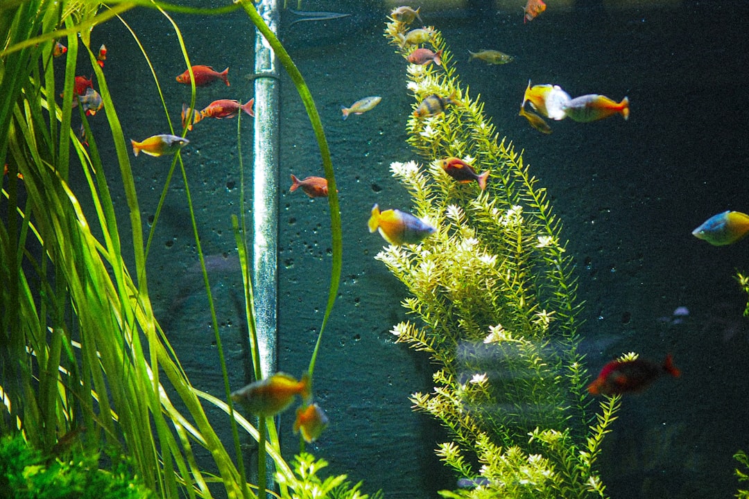 What Size Fish Tank Do I Need? A Practical Guide for Beginner Aquarium Owners