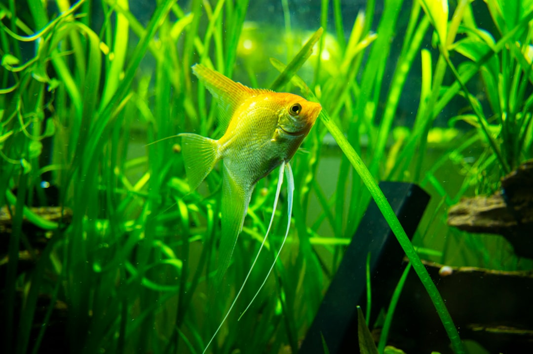 Water Primer for Fish Tank Care and Starter Supplies