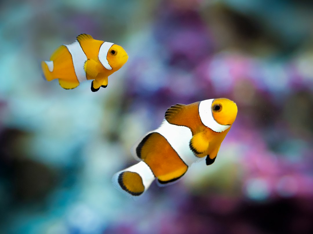 Do Saltwater Tanks Need Special Filters?