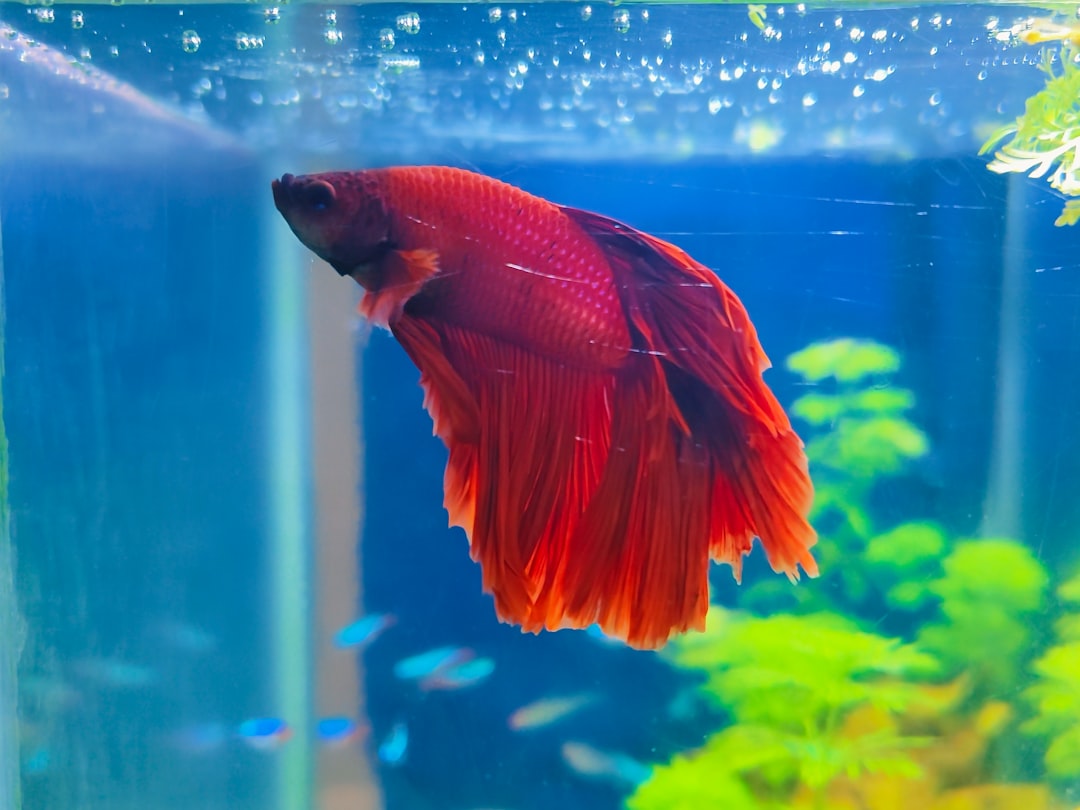 How to Maintain a Betta Fish Tank