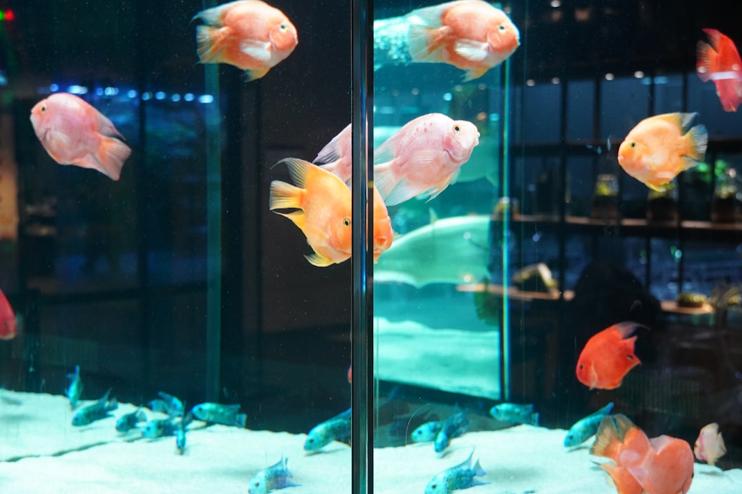 How to Choose the Best Aquarium Filter for Your Fish Tank