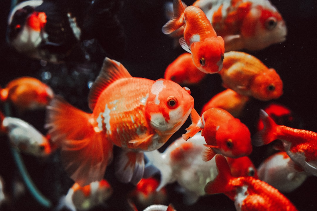 Aquatees Fishland: Australia’s Complete Fish Supplies Store for Aquarium Hobbyists