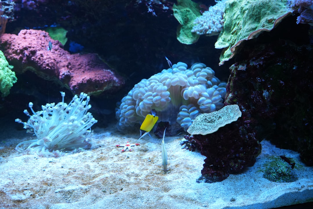 Top Rated Saltwater Aquarium Filters: Our Top Picks