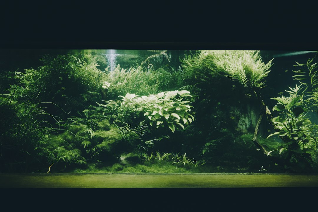 Buy Aquarium Substrate Online: How to Choose the Right Type for Your Tank