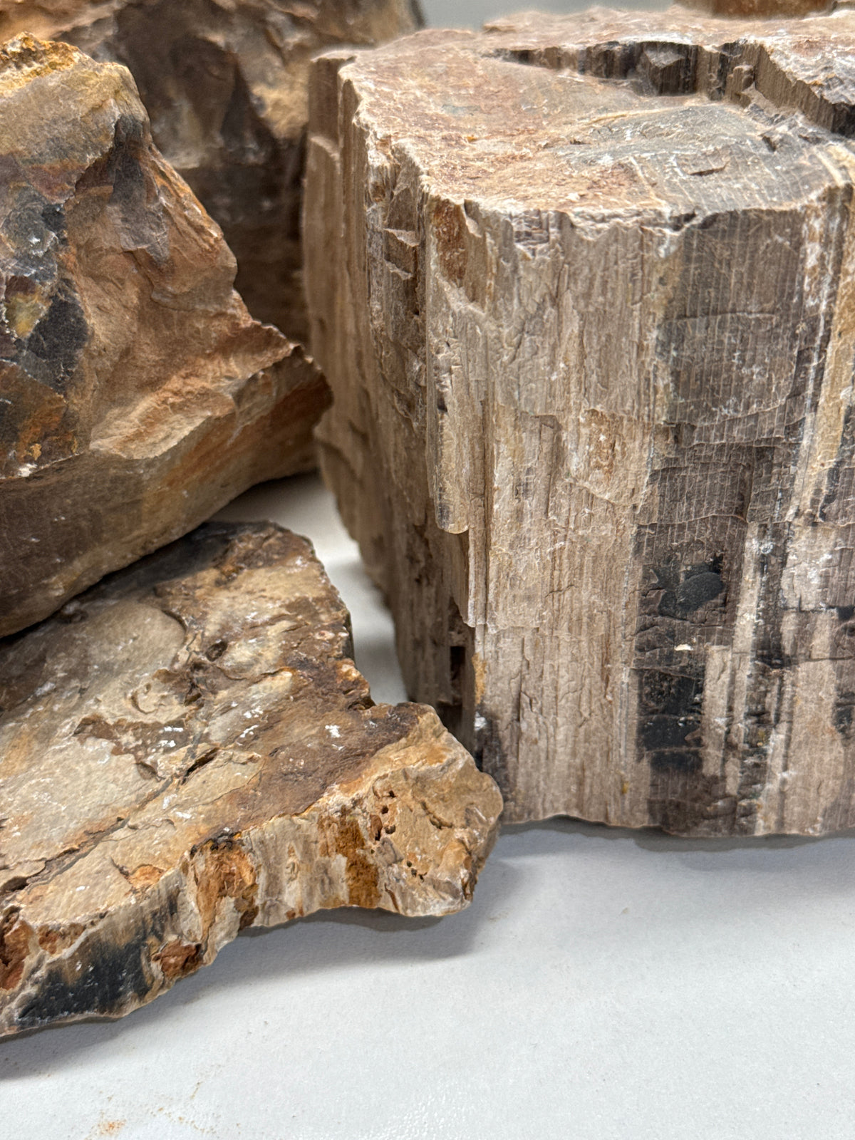 Fossilized Wood Rock | 2.5KG